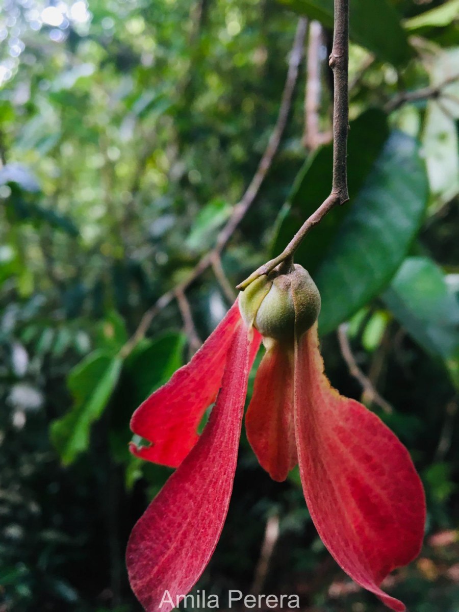 Shorea oblongifolia Thwaites